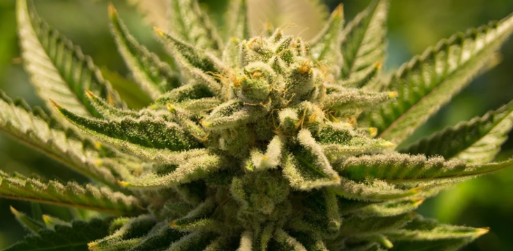 Marijuana